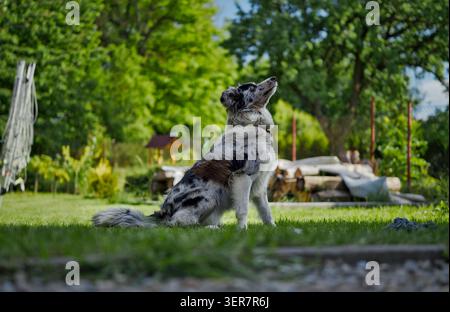 Une belle photo de profil d'un merle border collie bleu assis gracieusement sur une pelouse verdoyante, regardant vers le haut avec un expr attentif et concentré Banque D'Images