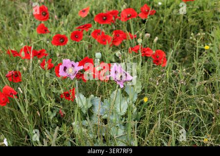 Pavots à opium roses poussant parmi les pavots communs rouges Banque D'Images