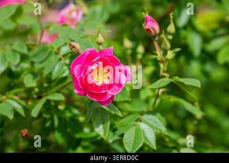 Rose vif 'William Baffin' grimpant rose en pleine floraison, entouré de boutons floraux et d'un feuillage vert luxuriant dans un jardin d'été ensoleillé. Banque D'Images