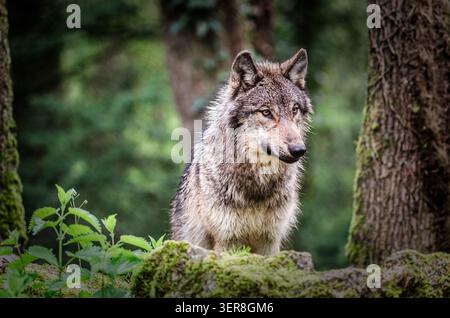 Portrait d'un loup gris, loup européen ou eurasien dans une forêt en France Banque D'Images
