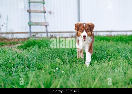 Un joyeux collie de bordure brun et blanc se promène sur une pelouse verte vibrante. Le chien s'approche de la caméra avec une expression joyeuse, face à un bl Banque D'Images
