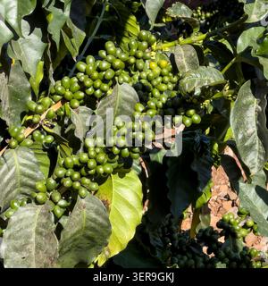 grains de café sur une plante de café dans une plantation à madère gros plan Banque D'Images