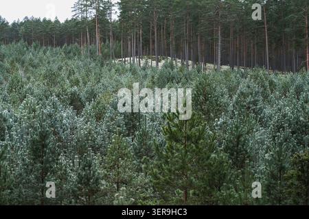 Plantation de jeunes pins écossais et forêt de pins matures à Garkalne, Lettonie Banque D'Images