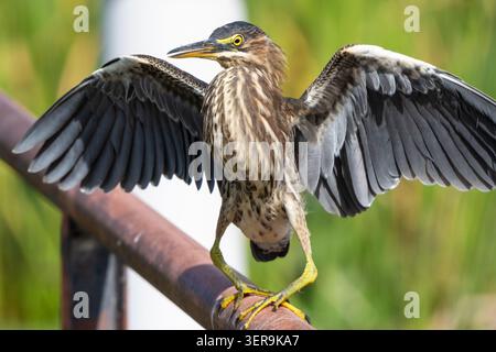 Le héron vert juvénile (Butorides virescens) déploie ses ailes le long de la North Apopka Wildlife Drive à Apopka, en Floride. (ÉTATS-UNIS) Banque D'Images