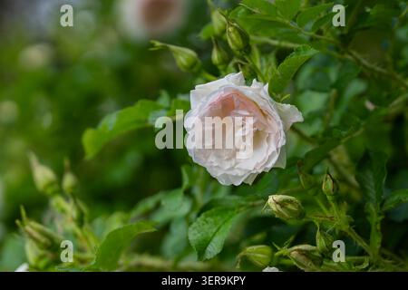 Fleur de rose Rosa rugosa 'Ritausma' blanc doux ornée de gouttes de pluie, entourée de feuillage vert frais dans un cadre de jardin tranquille. Banque D'Images