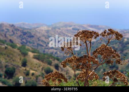 Plante sauvage séchée au premier plan avec collines panoramiques Aspromonte et vue sur la mer de Pietrapennata, Calabre sud de l'Italie. Banque D'Images
