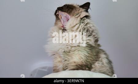 Ragdoll Cat Yawning avec bouche large ouverte Banque D'Images