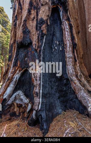 Fire Scared Sequoia, parc national de Sequoia, Californie, États-Unis Banque D'Images