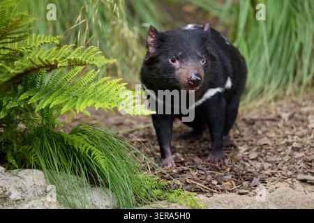 Snarls du diable de Tasmanie (Sarcophilus harrisii) dans Zoo Enclosure Habitat, Real photo Banque D'Images