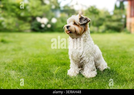 Portrait de vue de côté d'un chiot moelleux Biewer Yorkshire Terrier mignon assis sur une pelouse d'herbe verte avec espace de copie. Joyeux biew en or noir blanc tricolore Banque D'Images
