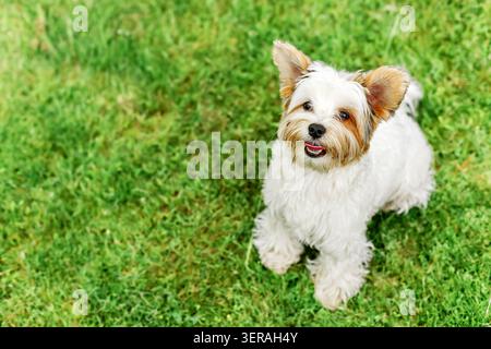 Vue en angle élevé d'un chiot moelleux Biewer Yorkshire Terrier mignon regardant vers le haut sur une pelouse d'herbe verte avec espace de copie négatif. Joyeux blanc tricolore noir Banque D'Images