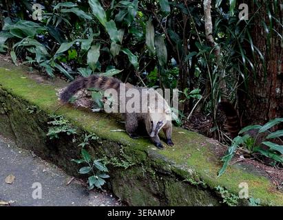 Coati sud-américain (Nasua nasua) debout sur un mur de pierre le long d'une route dans le parc national de Tijuca, Rio de Janeiro, Brésil. Banque D'Images