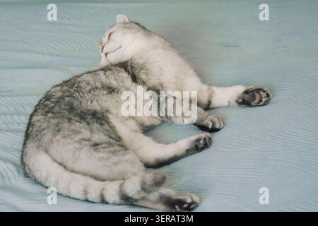 Le chat est assis sur le lit, se toilettant dans un cadre intérieur confortable pendant les heures de jour. se nettoyant. le chat a une fourrure grise et est roulé en boule. le lit a une couverture douce. La lumière du soleil remplit la pièce. Banque D'Images