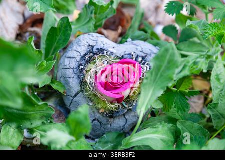 Rose artificielle rose dans un coeur de pierre fissuré entouré de feuilles vertes sur une tombe dans un cimetière Banque D'Images