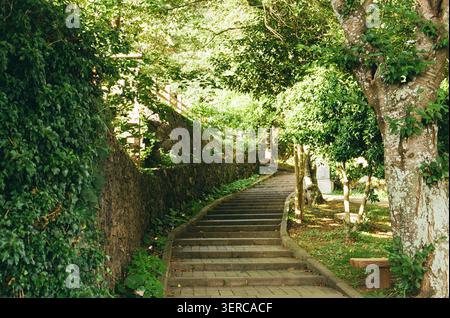 Escalier en pierre verte luxuriante dans un jardin forestier calme Banque D'Images