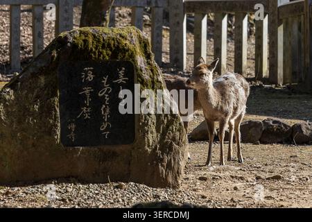Vue d'un cerf Sika debout à côté d'un monument en pierre moussue avec calligraphie japonaise dans le parc de Nara, Nara, Nara, Japon. Banque D'Images