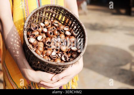 Gros plan main de femme tenant coquille de noix de Macadamia dans le panier tissé Banque D'Images