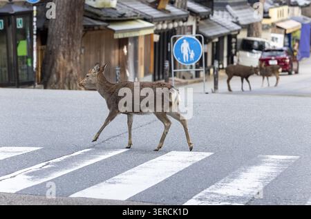 Vue d'un cerf sika marchant à travers un passage piétonnier sur une route pavée avec des bâtiments traditionnels en bois et d'autres cerfs en arrière-plan de Nara, Banque D'Images