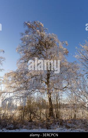 Un paysage hivernal pittoresque avec un chemin de campagne enneigé bordé d'arbres fortement givrés et de branches glacées au lever du soleil sous un ciel bleu à Miesb Banque D'Images