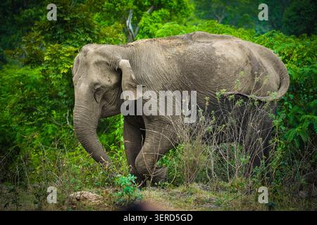 Vue de profil de côté d'un majestueux éléphant sauvage d'Asie (Elephas maximus) marchant à travers une végétation forestière luxuriante et des buissons épais à Bandipur, en Inde. Banque D'Images