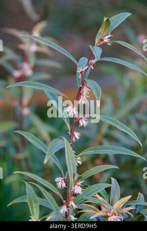 Sarcococca hookeriana var. Digyna tige violette, boîte à sucre tige violette, feuilles lancéolées étroites, tiges violettes, petites fleurs rouges et blanches claires Banque D'Images