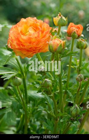 Ranunculus Rococo Peach, Ranunculus Rocpeach, Buttercup Rococo Peach, fleurs semi-doubles avec pétales volants, mélange de jaune et d'orange Banque D'Images
