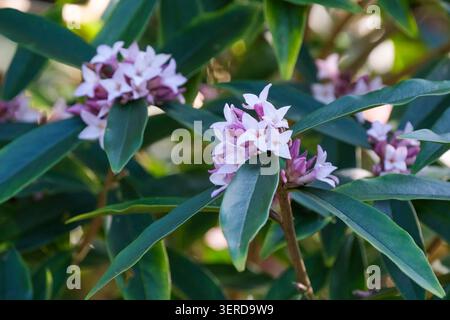 Daphne Spring Beauty, feuilles vert foncé, petites fleurs blanches rincées de rose Banque D'Images
