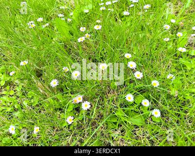 Pâquerettes communes, Bellis perennis, dans un champ de prairies Banque D'Images