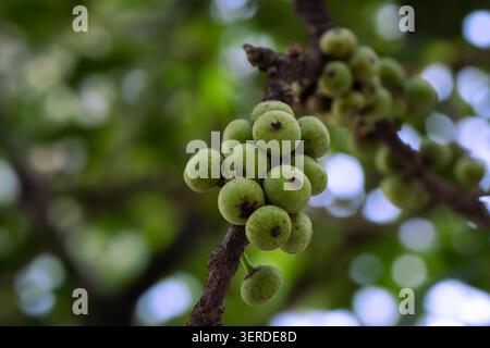 Vue macro du figuier sauvage en grappe avec de jeunes fruits verts dans l'habitat naturel Banque D'Images