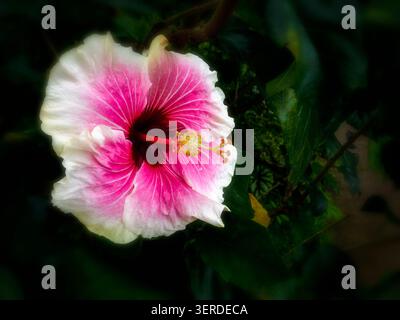 Portrait naturel de plante à floraison presque macro de Hibiscus « Rosa Sinensis » -Tahitian Voltage Bloom. intrigante, absorbante, abstraite, imaginaire, audacieuse Banque D'Images