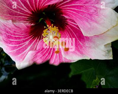 Portrait naturel de plante à floraison presque macro de Hibiscus « Rosa Sinensis » -Tahitian Voltage Bloom. intrigante, absorbante, abstraite, imaginaire, audacieuse Banque D'Images