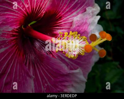 Portrait naturel de plante à floraison presque macro de Hibiscus « Rosa Sinensis » -Tahitian Voltage Bloom. intrigante, absorbante, abstraite, imaginaire, audacieuse Banque D'Images