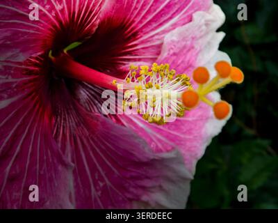 Portrait naturel de plante à floraison presque macro de Hibiscus « Rosa Sinensis » -Tahitian Voltage Bloom. intrigante, absorbante, abstraite, imaginaire, audacieuse Banque D'Images