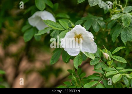Fleur blanche Rosa rugosa 'Alba' en pleine floraison entourée d'un feuillage vert éclatant et de bourgeons non ouverts, capturés dans une douce lumière naturelle avec. Banque D'Images