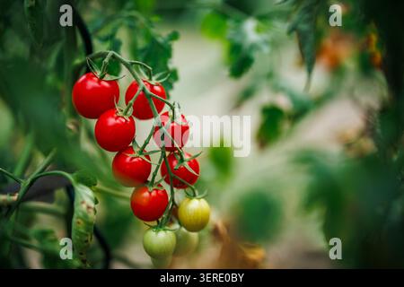 Plante de tomate dans le jardin potager. Gros plan de tomates mûrissantes dans une ferme biologique Banque D'Images