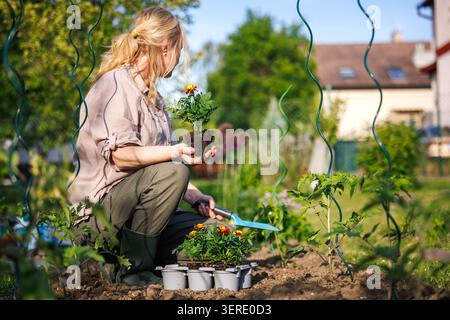 Femme plantant des fleurs de souci à côté de plants de tomates dans le jardin de l'arrière-cour. Jardinier tenant des soucis d'orange dans un lit de légumes bio Banque D'Images