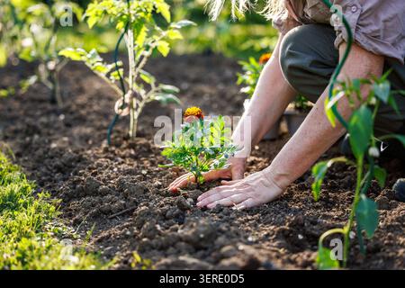 Femme jardinière plantant la fleur de souci français (tagetes patula) dans le sol du potager pour la lutte naturelle contre les parasites Banque D'Images