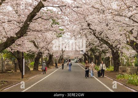 Les visiteurs marchent sous un tunnel dense de fleurs de cerisier sur Sakura-dori au cimetière de Yanaka, à Tokyo, au Japon. Banque D'Images
