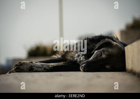 Un chien errant noir et brun est capturé dormant profondément sur des marches en béton sous la lumière naturelle à Erevan, en Arménie. La fourrure démaquillée du chien, White-Speck Banque D'Images
