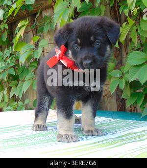 Adorable chiot berger allemand avec un noeud en ruban rouge sur son cou debout dans un jardin. Banque D'Images