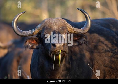 Portrait d'une vache buffle (Syncerus caffer) regardant directement la caméra et faisant une pause en pâturant Banque D'Images