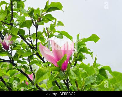 Le magnolia rose fleurit au milieu de feuilles vertes luxuriantes. Les pétales doux brillent contre le ciel lumineux. Les branches se tordent naturellement, encadrant la fleur délicate. La rosée fraîche brille sur le feuillage vibrant Banque D'Images