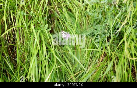 Papillon repéré lors d'une promenade autour de la campagne près d'Issigeac dans la région de la Dordogne dans le sud-ouest de la France - : Banque D'Images
