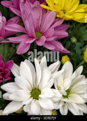 Composition serrée montrant des fleurs de chrysanthème en rose, blanc et jaune avec un fond de feuillage vert Banque D'Images