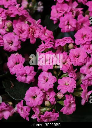 Vue rapprochée d'un amas dense de petites fleurs roses de Kalanchoe remplissant le cadre Banque D'Images