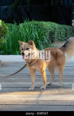 Portrait d'un chien souriant faisant un contact visuel sur une passerelle en bois pendant l'heure dorée Banque D'Images