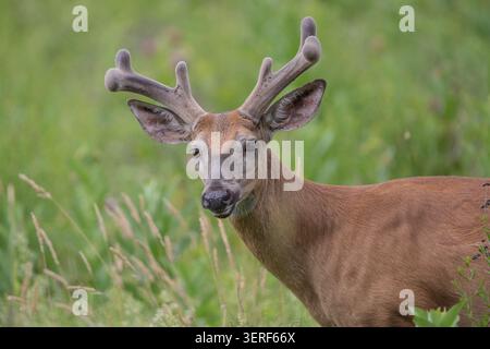 Gros plan de cerfs de Virginie (Odocoileus virginianus) pâturant dans les prairies d'été. Banque D'Images