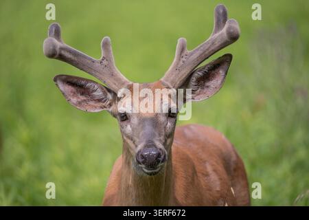 Gros plan de cerfs de Virginie (Odocoileus virginianus) pâturant dans les prairies d'été. Banque D'Images