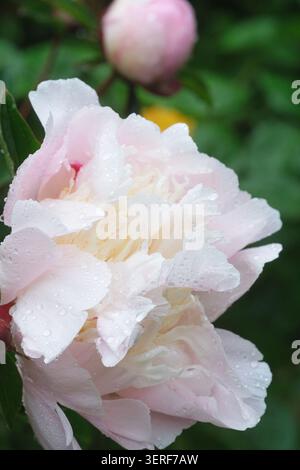 Fleur de pivoine sous la pluie d'été au Royaume-Uni juin 2026 Banque D'Images