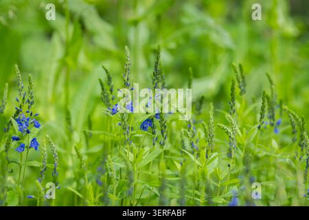 De grandes fleurs sauvages Speedwell (Veronica teucrium) fleurissent dans une prairie verdoyante, avec des pointes de fleurs bleues créant un paysage estival naturel vibrant. Banque D'Images